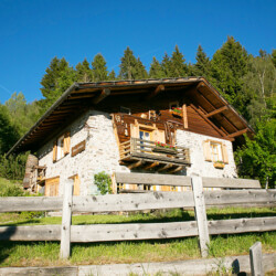 affitto baita montagna Pine