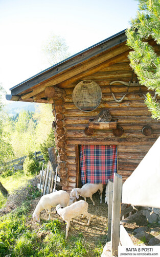 baita pecore affitto Trentino