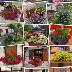 Baita Mandini fiori