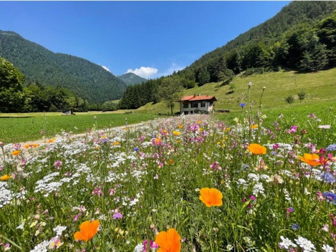 fienile ristrutturato vacanze Trentino con grande prato a disposizione per gli animali