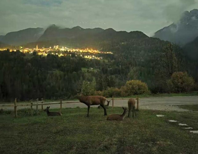 baita con vista animali del bosco Cervi e Daini